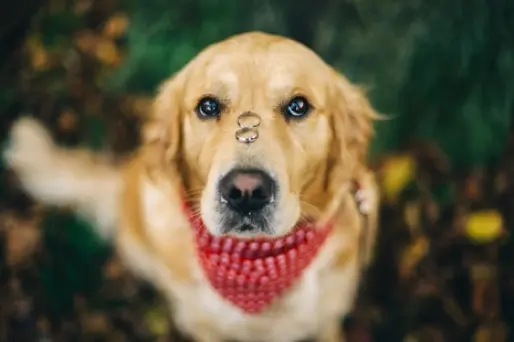 

Dog breed companion fawn enjoying grass with whiskers: "00"