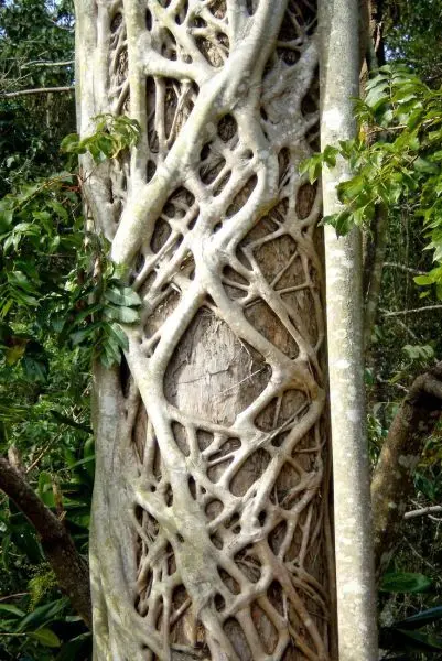Trees: sturdy trunks, twisted twigs, and lush branches